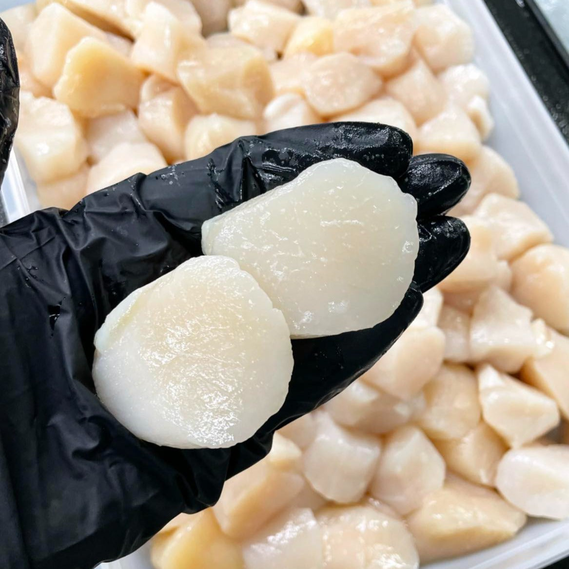 Sea Scallops Dry Packed