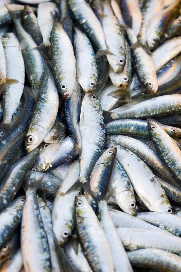 Sardines for Canning Industry