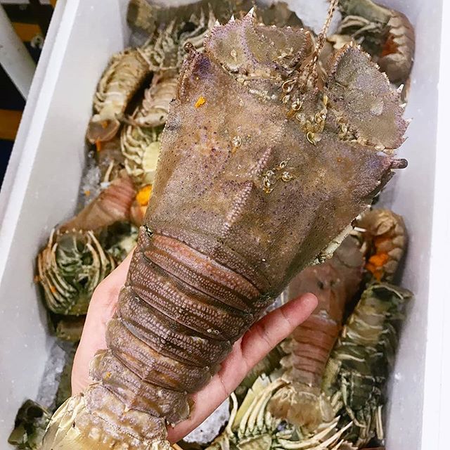 Slipper Lobster frozen seafood product placeholder