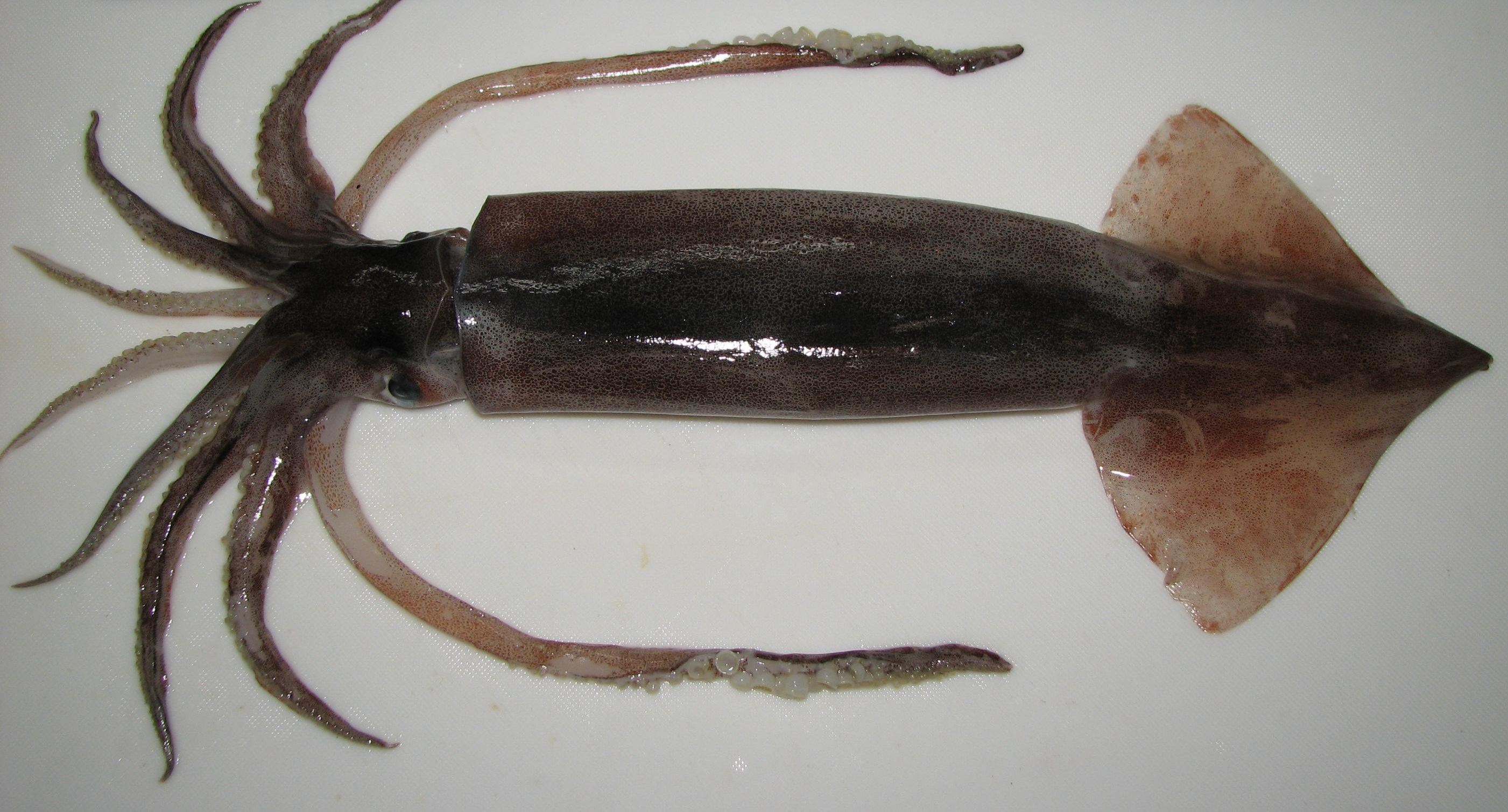 Japanese Flying Squid frozen seafood product placeholder