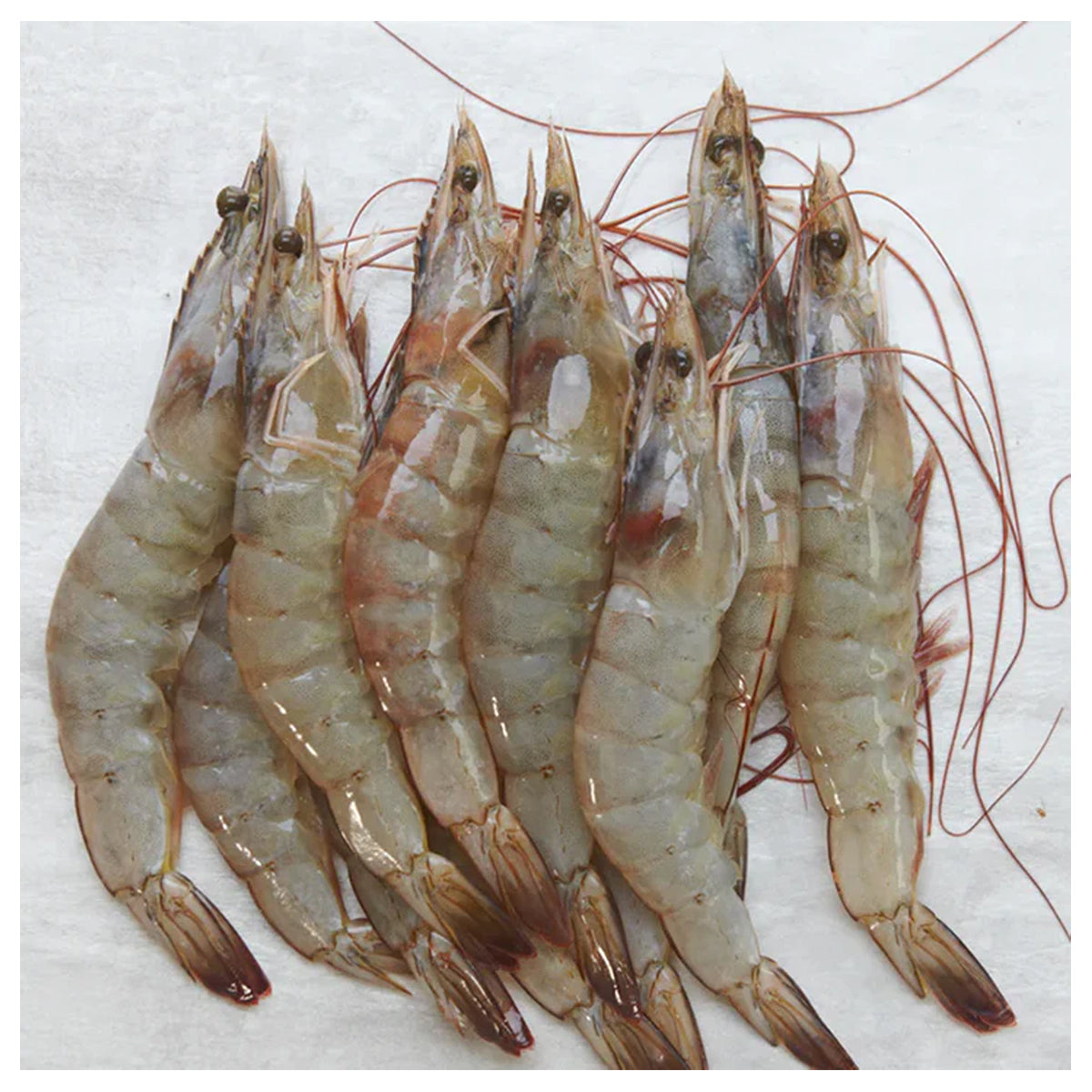 White Leg Shrimp frozen seafood product placeholder
