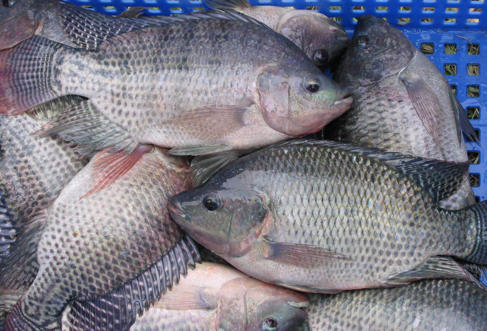 Tilapia frozen seafood product placeholder