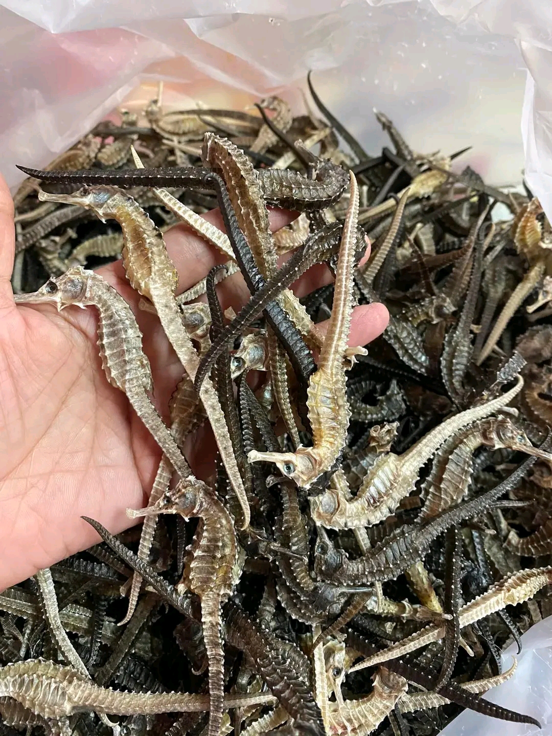 Dried Seahorse for Traditional Chinese Medicine